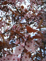 桜　Sakura