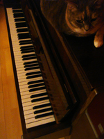 Cat on the piano