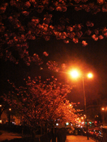 夜桜　Sakura
